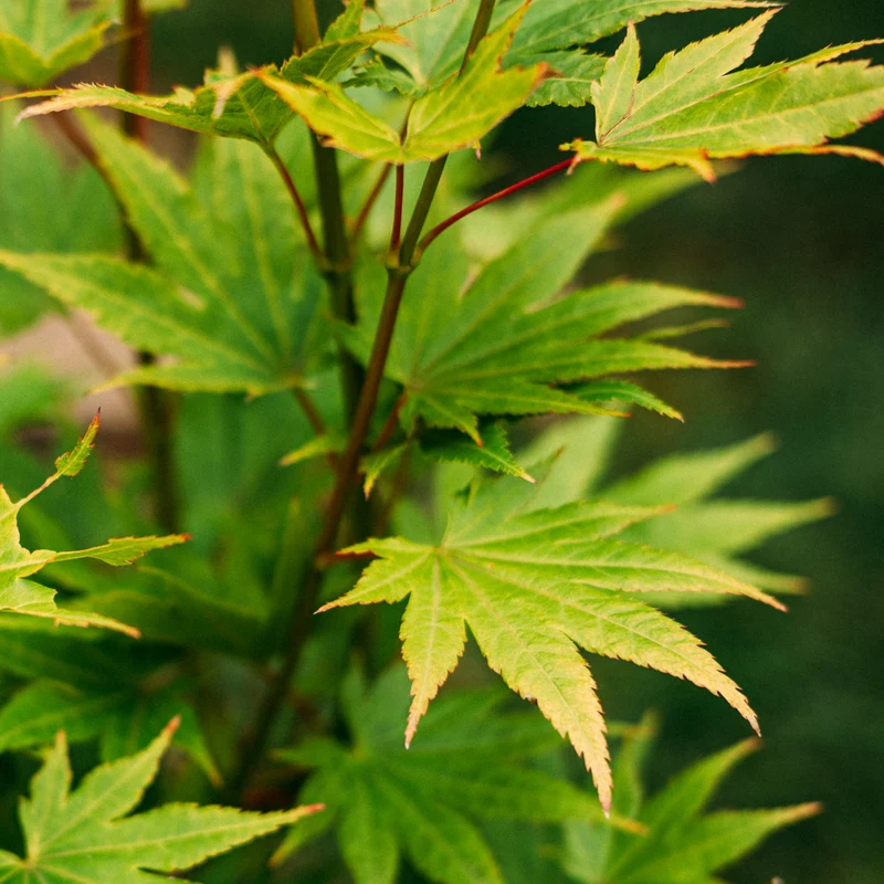 Japanischer Goldahorn 'Jordan'