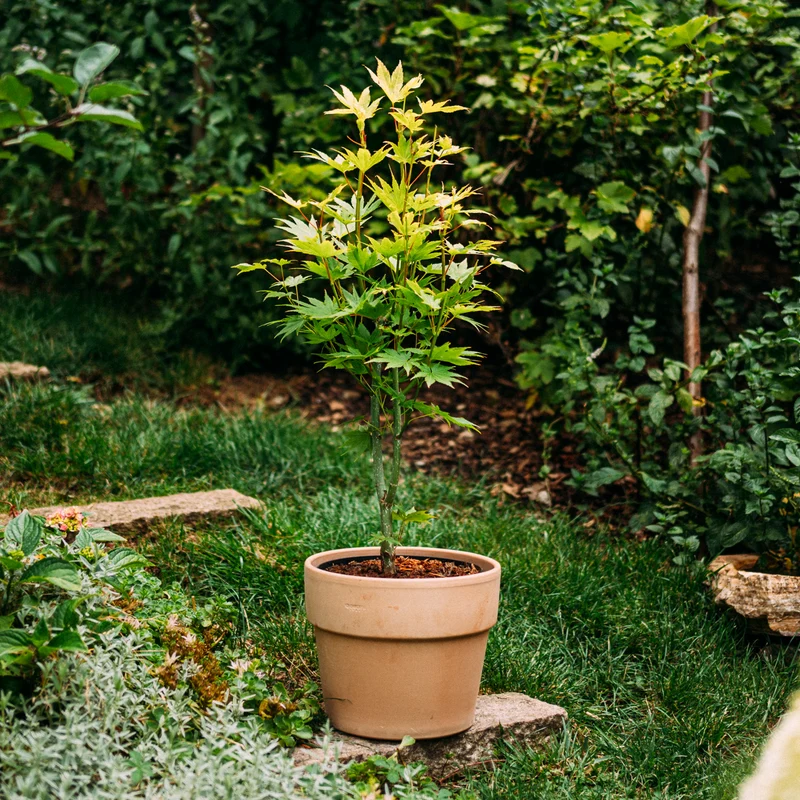 Japanischer Goldahorn 'Jordan'
