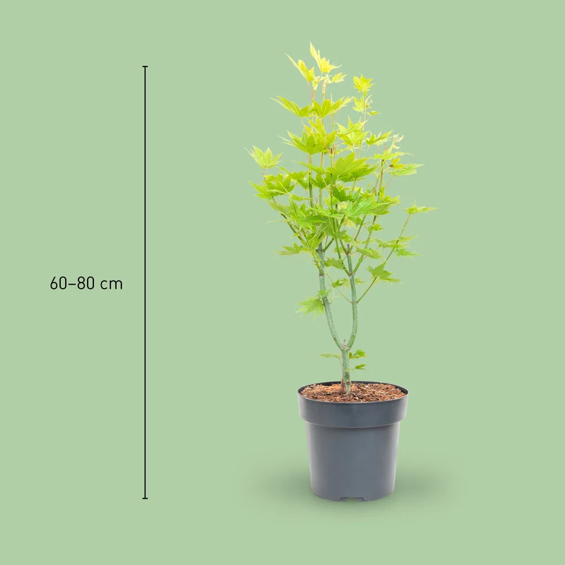 Japanischer Goldahorn 'Jordan'