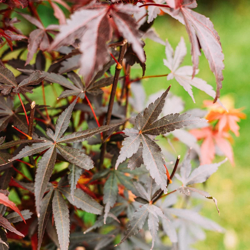 Japanischer Fächer-Ahorn ‘Skeeter’s Broom’