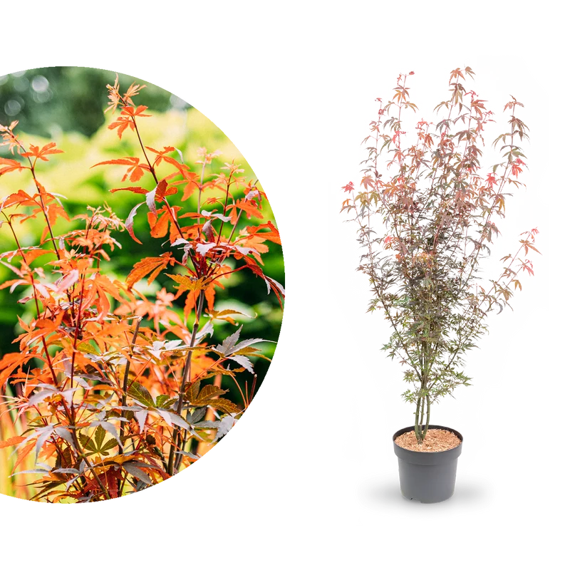 Japanischer Fächer-Ahorn ‘Skeeter’s Broom’