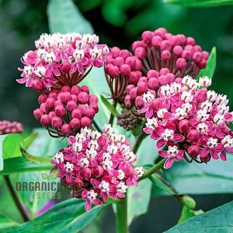 Red Asclepias Tuberosa Seeds For Planting