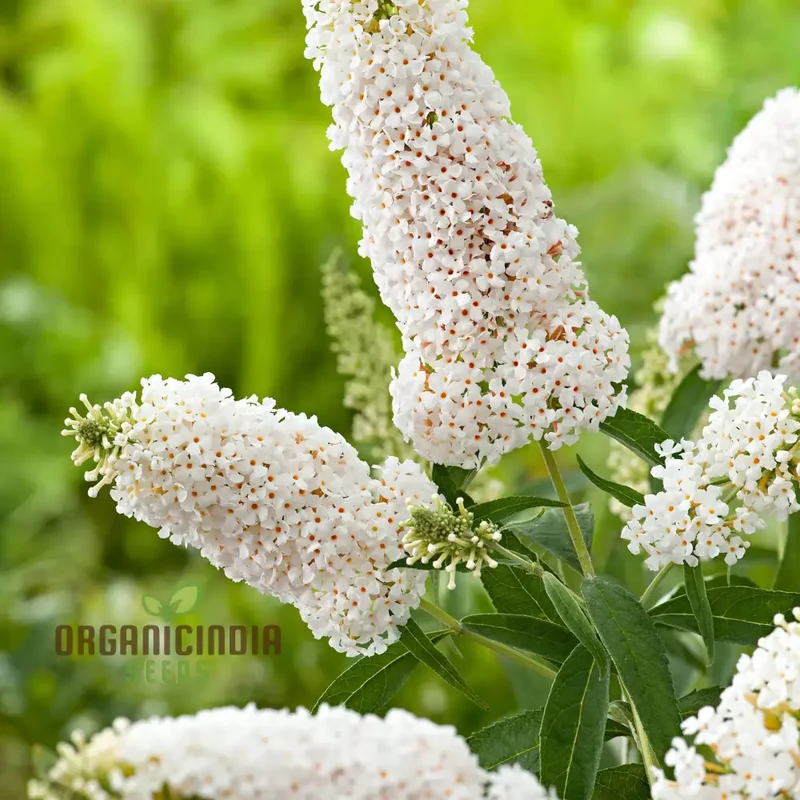 White Butterfly Bush Buddleia Davidii Flower Seeds for Planting, High-Quality Seeds for Beautiful Blooms