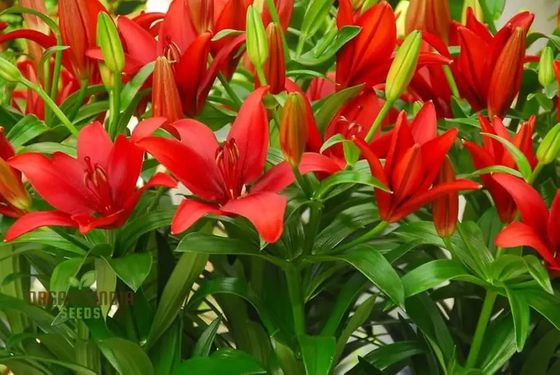 Red Lily Flower Seeds for Planting, Comprehensive Guide to Cultivating Vibrant Lily Blossoms