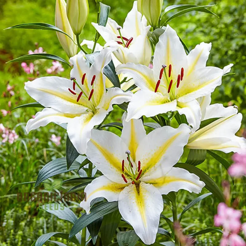 Lily Seeds (Yellow & White Mixed Lily Seeds) - Vibrant Garden Blooms, Easy to Grow
