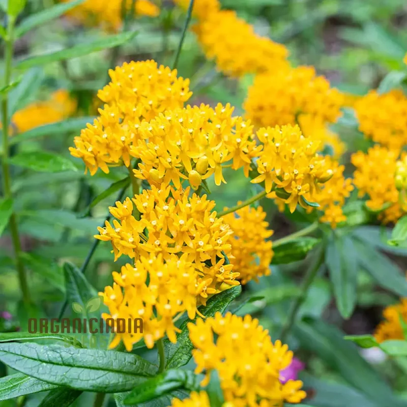 Asclepias Tuberosa 'Hello Yellow Butterfly' Flower Seeds for Planting, Premium Quality Seeds for Beautiful Butterfly Gardens
