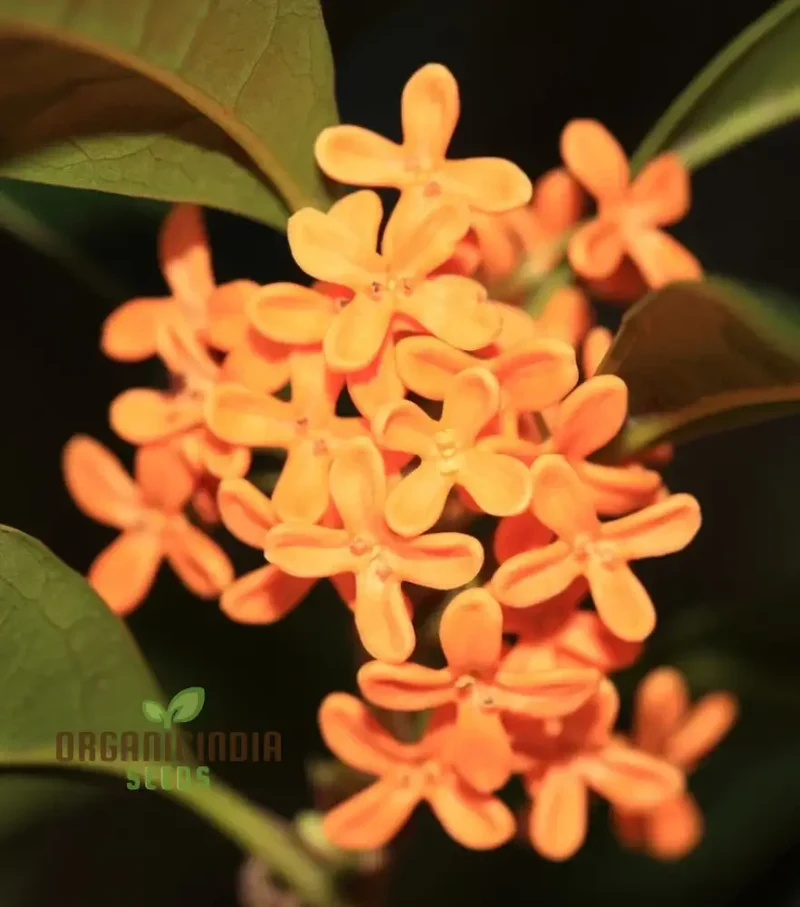 Perennial Osmanthus Fragrans Seeds for Planting, Premium High-Quality Flower Seeds for Your Garden