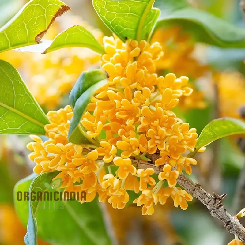 Perennial Osmanthus Fragrans Seeds for Planting, Premium High-Quality Flower Seeds for Your Garden