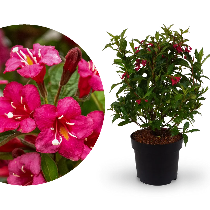 Weigelie 'Bristol Ruby' Rubinrot