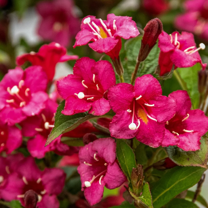 Weigelie 'Bristol Ruby' Rubinrot