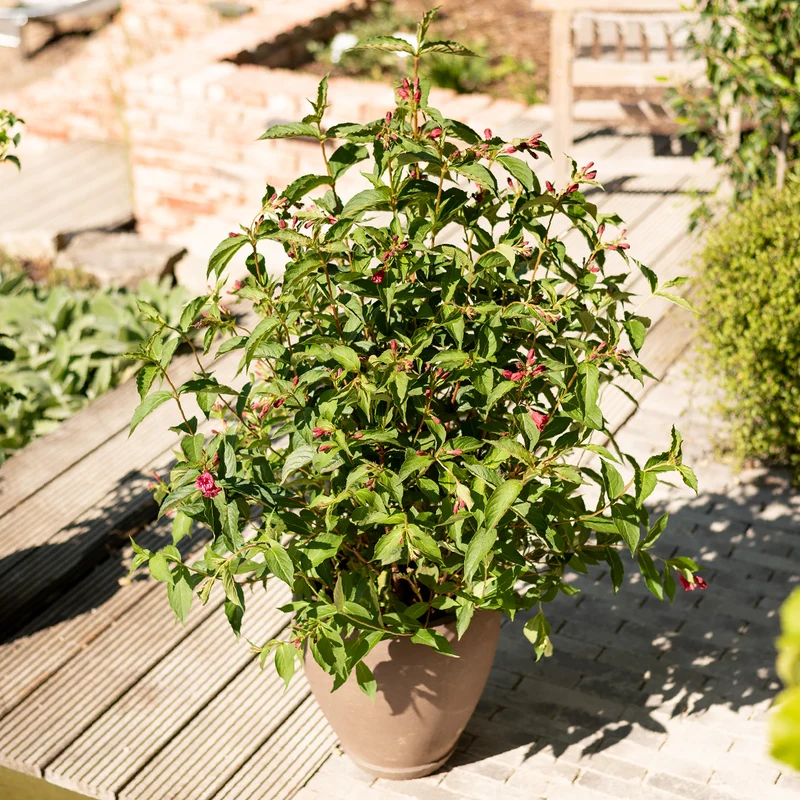 Weigelie 'Bristol Ruby' Rubinrot