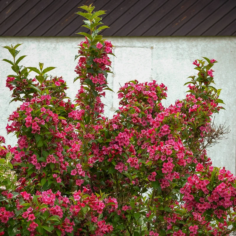 Weigelie 'Bristol Ruby' Rubinrot