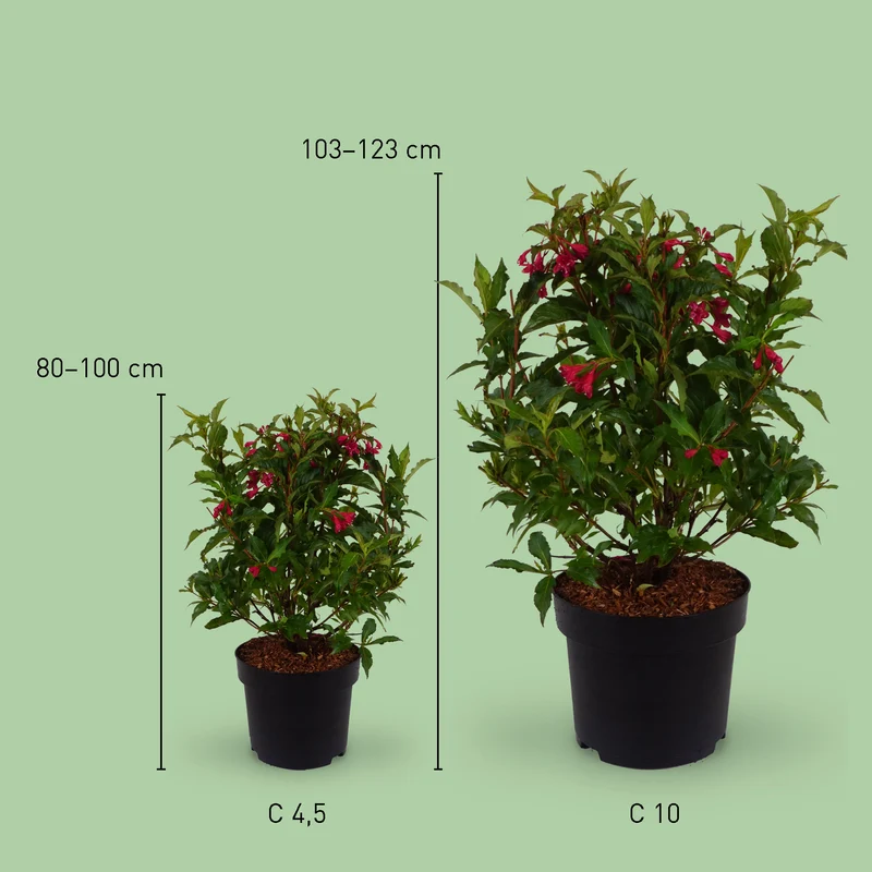 Weigelie 'Bristol Ruby' Rubinrot