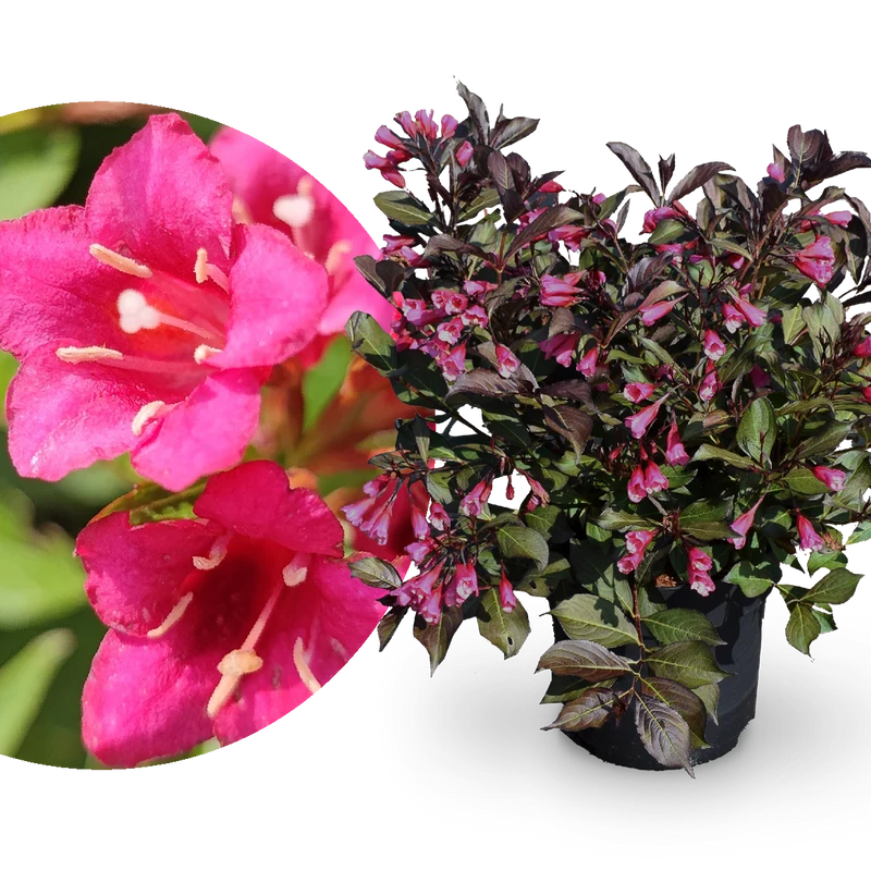 Weigelie 'Wine and Roses' Purpurrosa