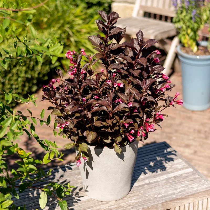 Weigelie 'Wine and Roses' Purpurrosa