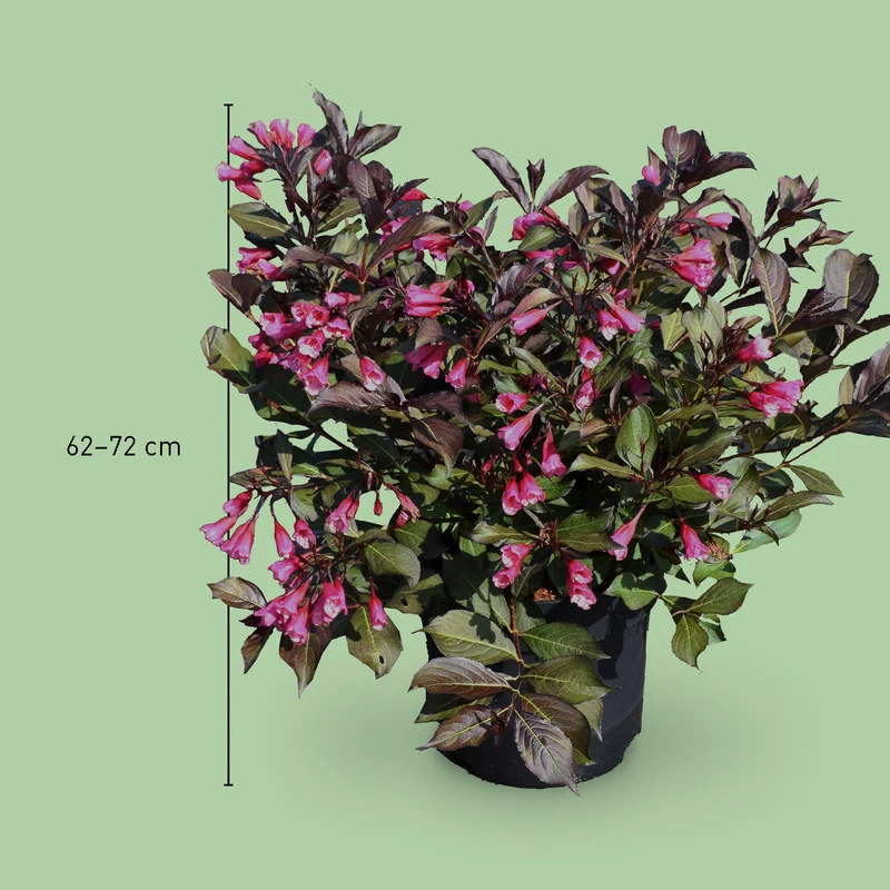 Weigelie 'Wine and Roses' Purpurrosa