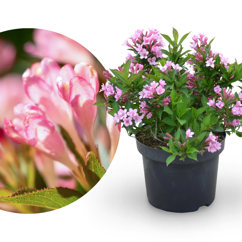 Zwerg-Weigelie 'Pink Poppet' Rosa