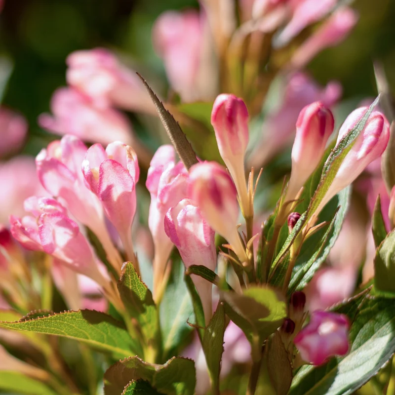 Zwerg-Weigelie 'Pink Poppet' Rosa