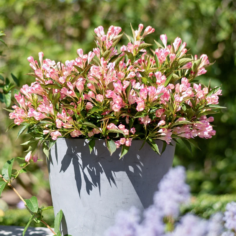 Zwerg-Weigelie 'Pink Poppet' Rosa
