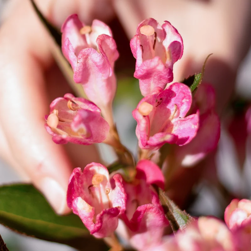 Zwerg-Weigelie 'Pink Poppet' Rosa