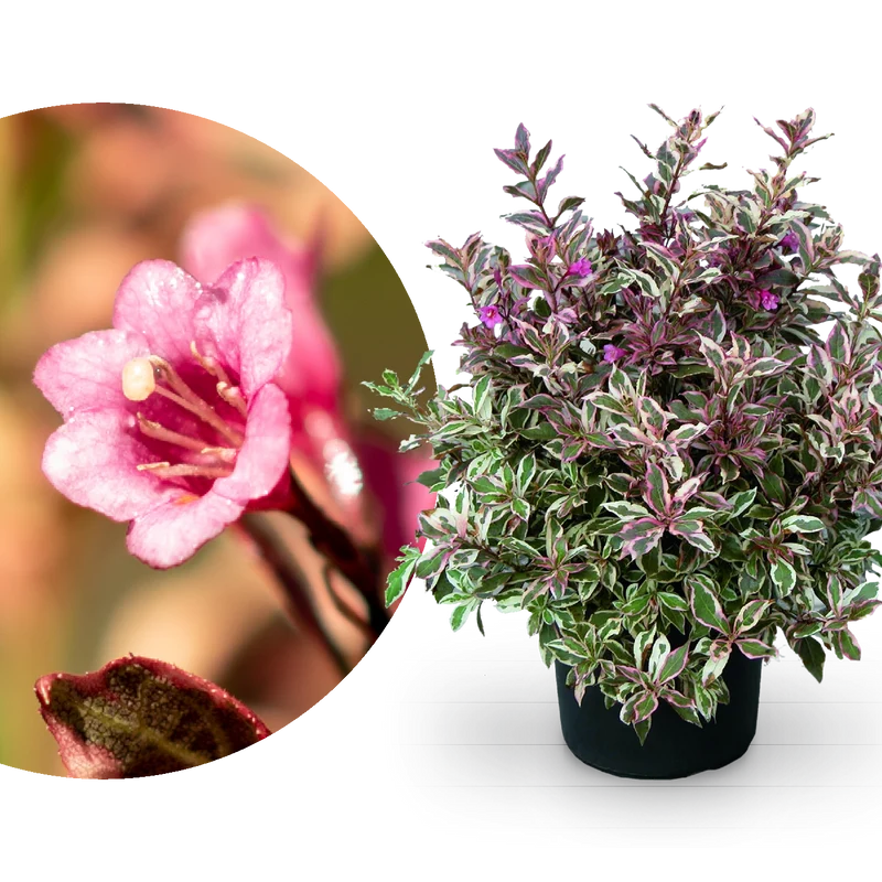 Zwerg-Weigelie 'Monet'® Rosarot