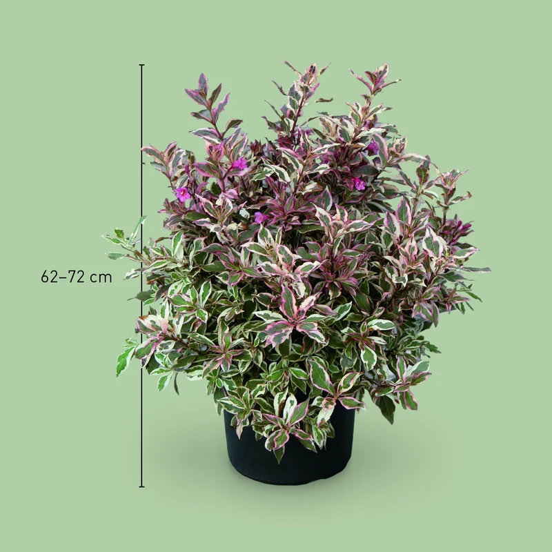 Zwerg-Weigelie 'Monet'® Rosarot