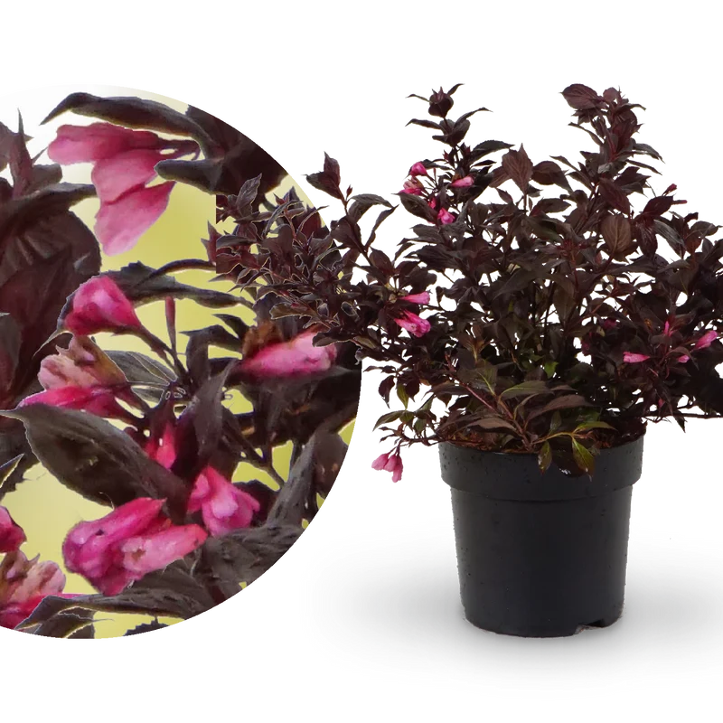 Zwerg-Weigelie 'Coco Krunch'® Purpurrosa