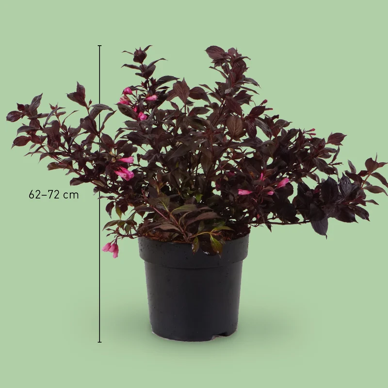 Zwerg-Weigelie 'Coco Krunch'® Purpurrosa