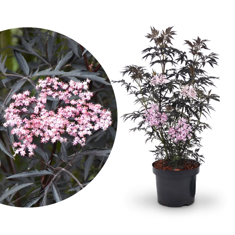 Schwarzer Holunder 'Black Lace'®