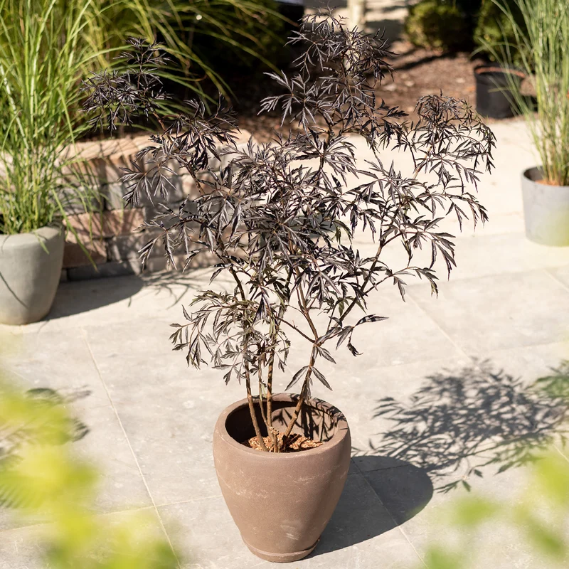 Schwarzer Holunder 'Black Lace'®