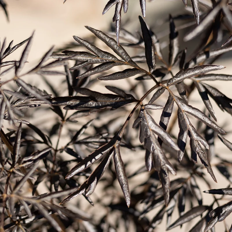 Schwarzer Holunder 'Black Lace'®