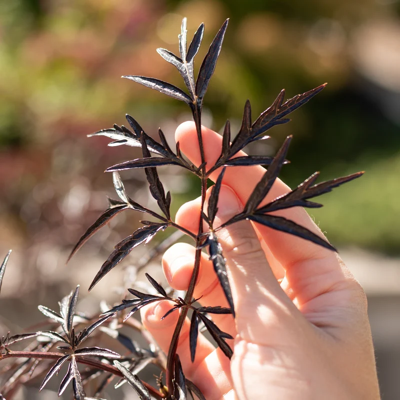 Schwarzer Holunder 'Black Lace'®