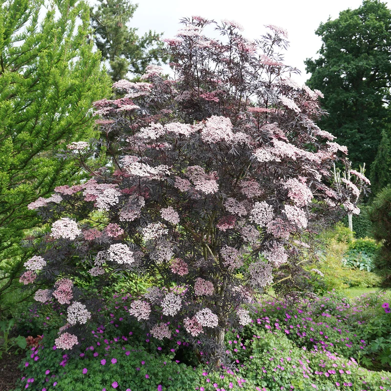 Schwarzer Holunder 'Black Lace'®