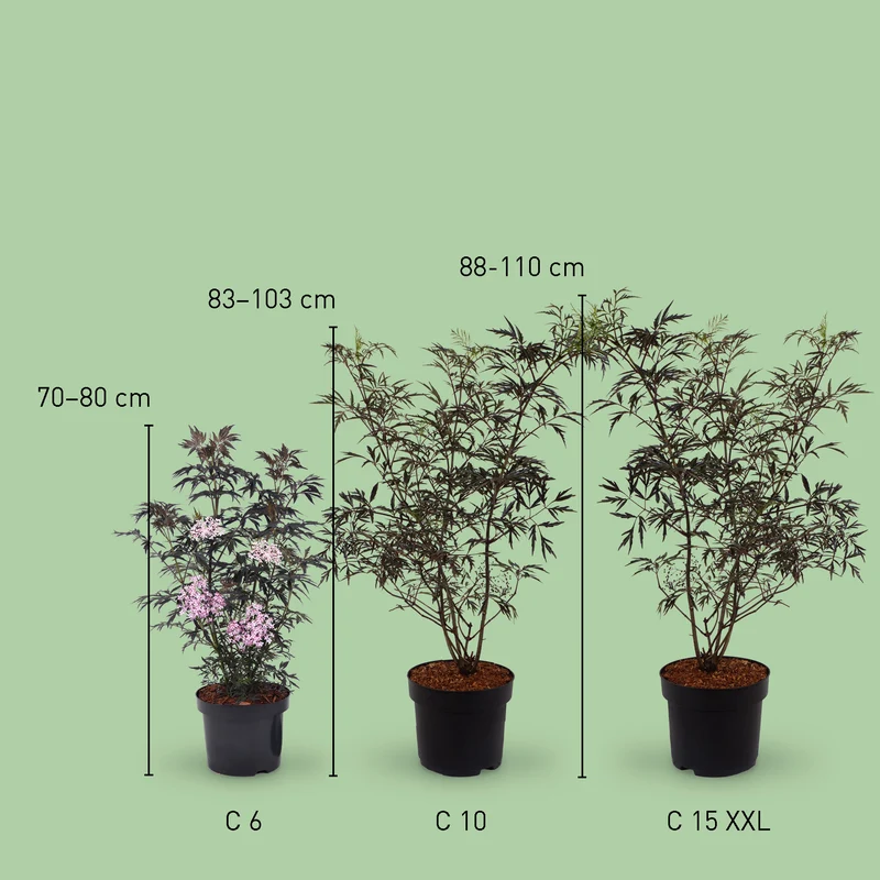 Schwarzer Holunder 'Black Lace'®