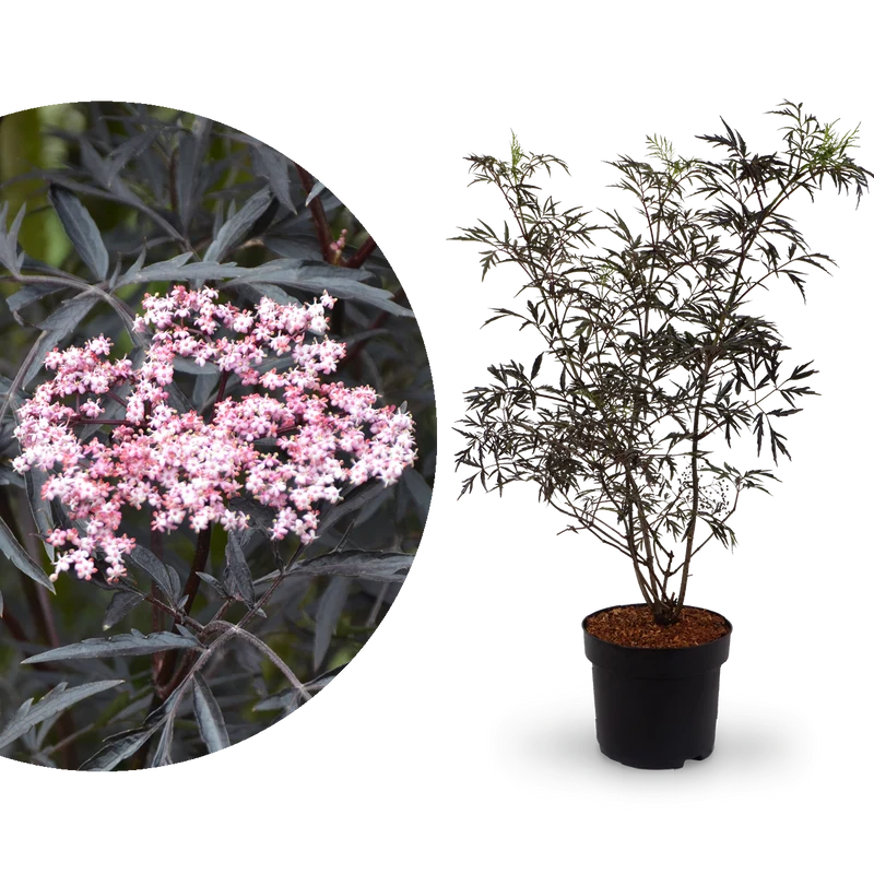 Schwarzer Holunder 'Black Lace'®