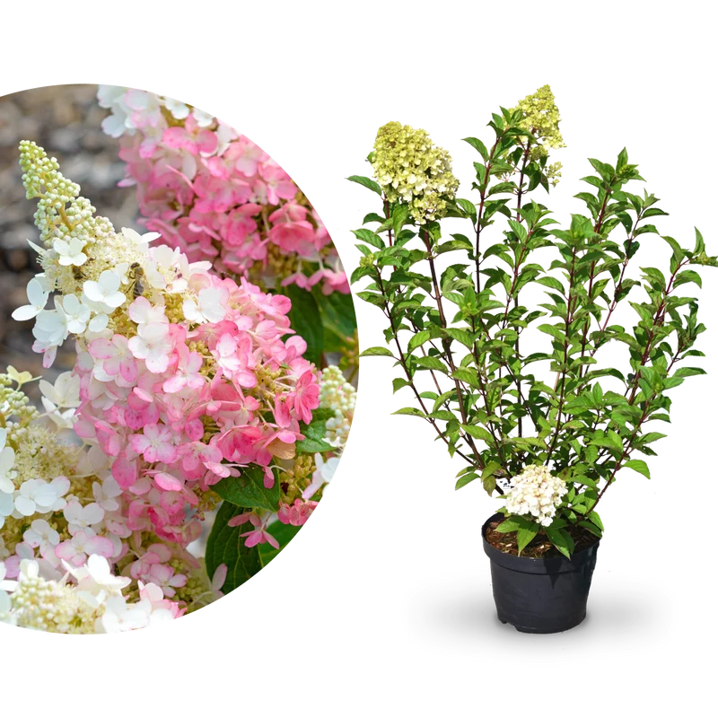 Rispenhortensie 'Pinky Winky'®