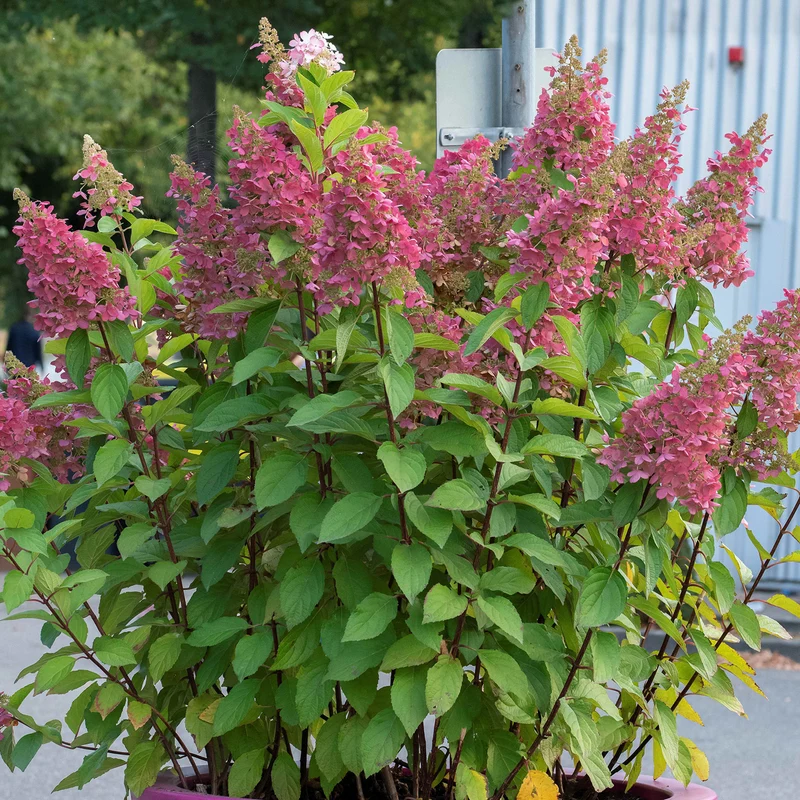 Rispenhortensie 'Pinky Winky'®