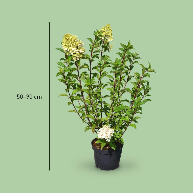 Rispenhortensie 'Pinky Winky'®