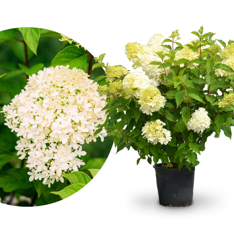 Rispenhortensie 'Limelight'®