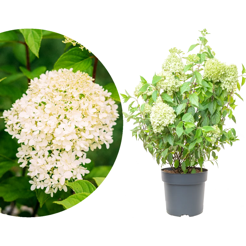 Rispenhortensie 'Limelight'®