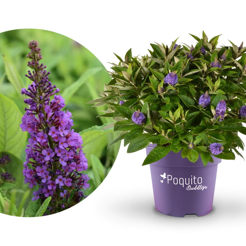 Schmetterlingsflieder POQUITO® 'Violet Copper'® Violett