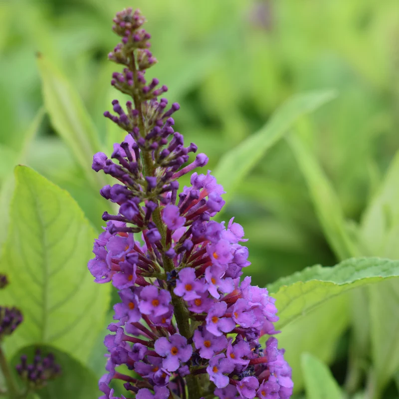 Schmetterlingsflieder POQUITO® 'Violet Copper'® Violett