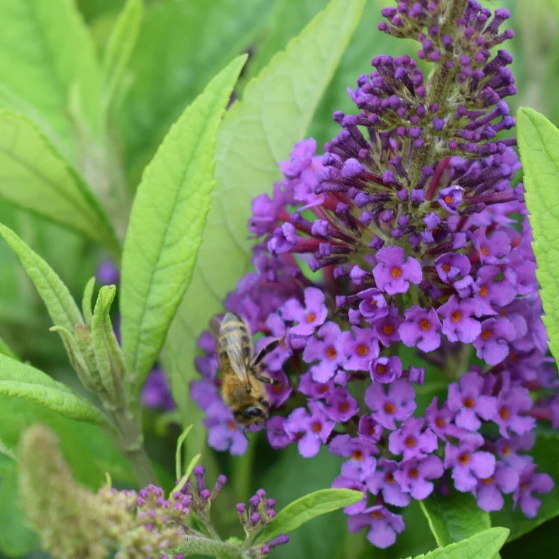 Schmetterlingsflieder POQUITO® 'Violet Copper'® Violett