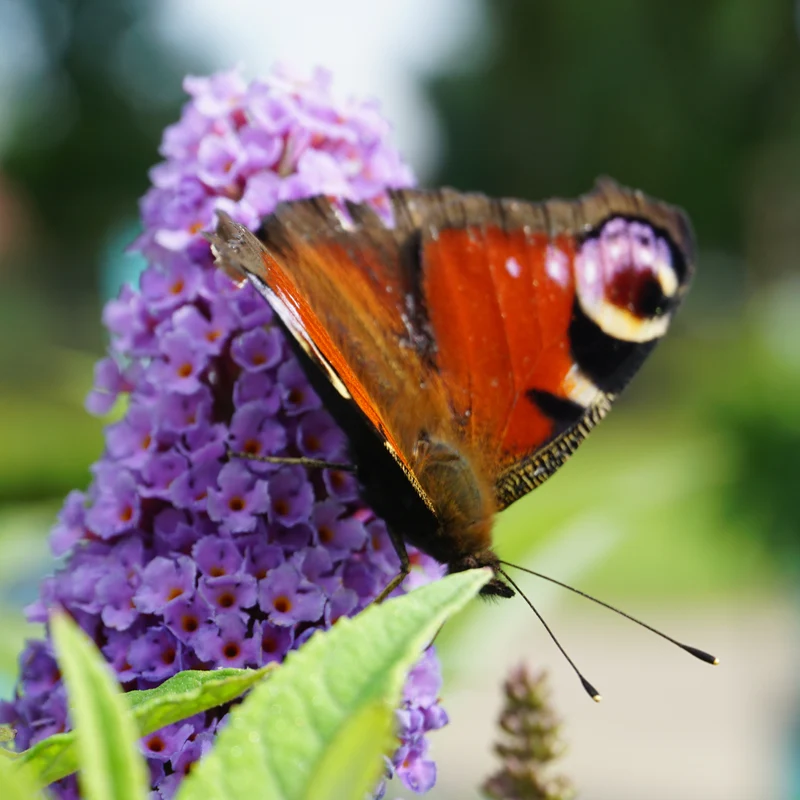 Schmetterlingsflieder POQUITO® 'Violet Copper'® Violett