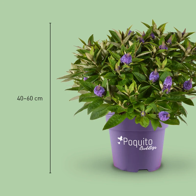 Schmetterlingsflieder POQUITO® 'Violet Copper'® Violett