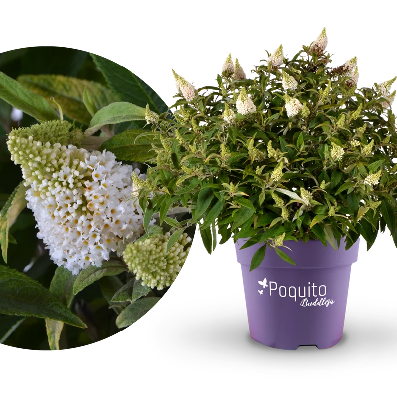 Schmetterlingsflieder POQUITO® 'White Admiral'® Weiß