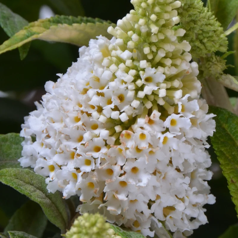 Schmetterlingsflieder POQUITO® 'White Admiral'® Weiß