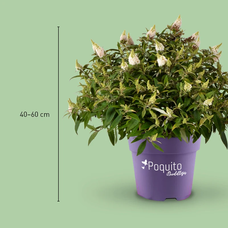 Schmetterlingsflieder POQUITO® 'White Admiral'® Weiß