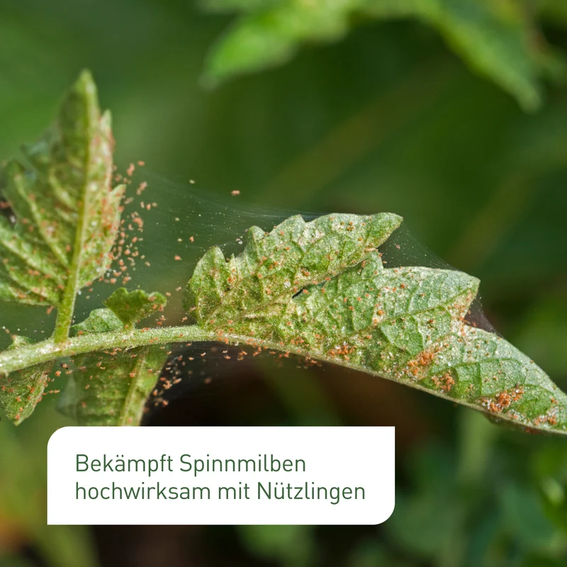 Raubmilben gegen Spinnmilben