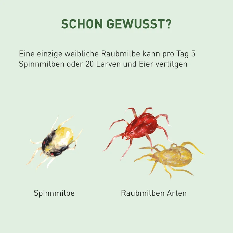 Raubmilben gegen Spinnmilben